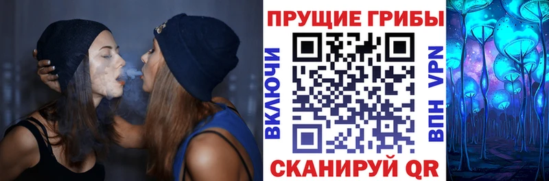 Купить закладки  Судогда  Галлюциногенные грибы Cubensis 